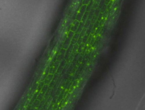 Improved Production of Plant Derived Compounds for Pharmaceuticals, Nutraceuticals, and Cosmetics
